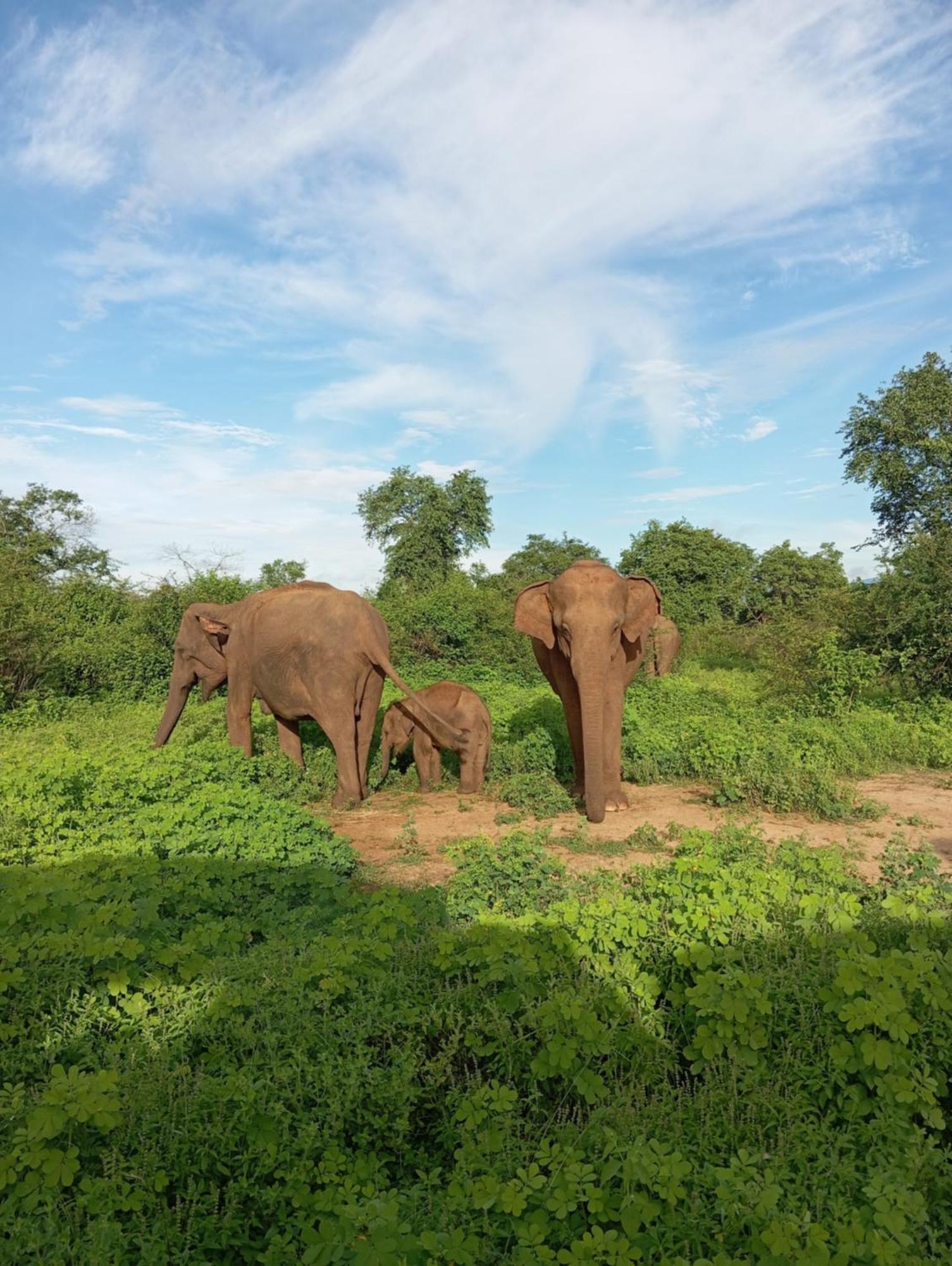 Tusker'S Paradise Safari Villa Udawalawe Exterior photo