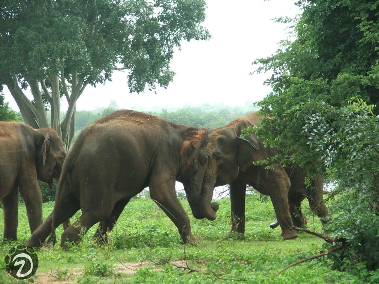 Tusker'S Paradise Safari Villa Udawalawe Exterior photo