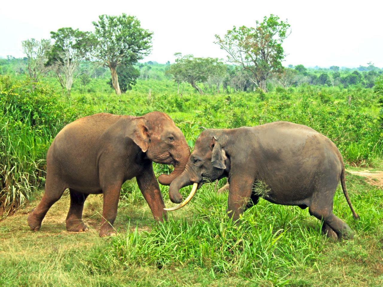Tusker'S Paradise Safari Villa Udawalawe Exterior photo