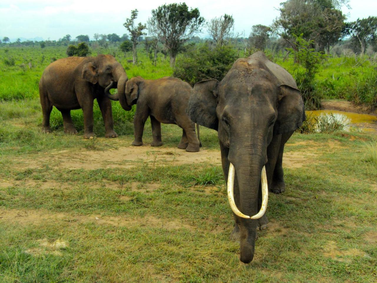 Tusker'S Paradise Safari Villa Udawalawe Exterior photo